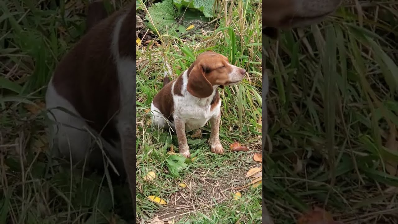 Meet some of our Pocket Beagle females at River Styx Scent Hounds