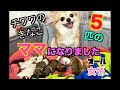 【犬の出産】５匹無事に生まれました♡きなこの出産記録　妊娠→出産（後編）