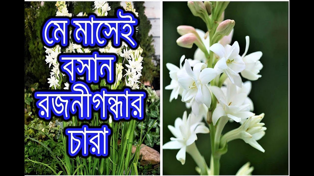 রজনীগন্ধা গাছ নতুন টবে প্রতিস্থাপন এবং সম্পূর্ণ পরিচর্যা /How to grow and care rajanigandha/tuberose