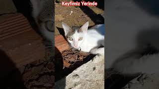 Güneşi Görünce Yatış Lie Down When You See The Sun