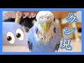 水浴び後にカメラをガン見するセキセイインコ【つーちゃんメモリアル動画】