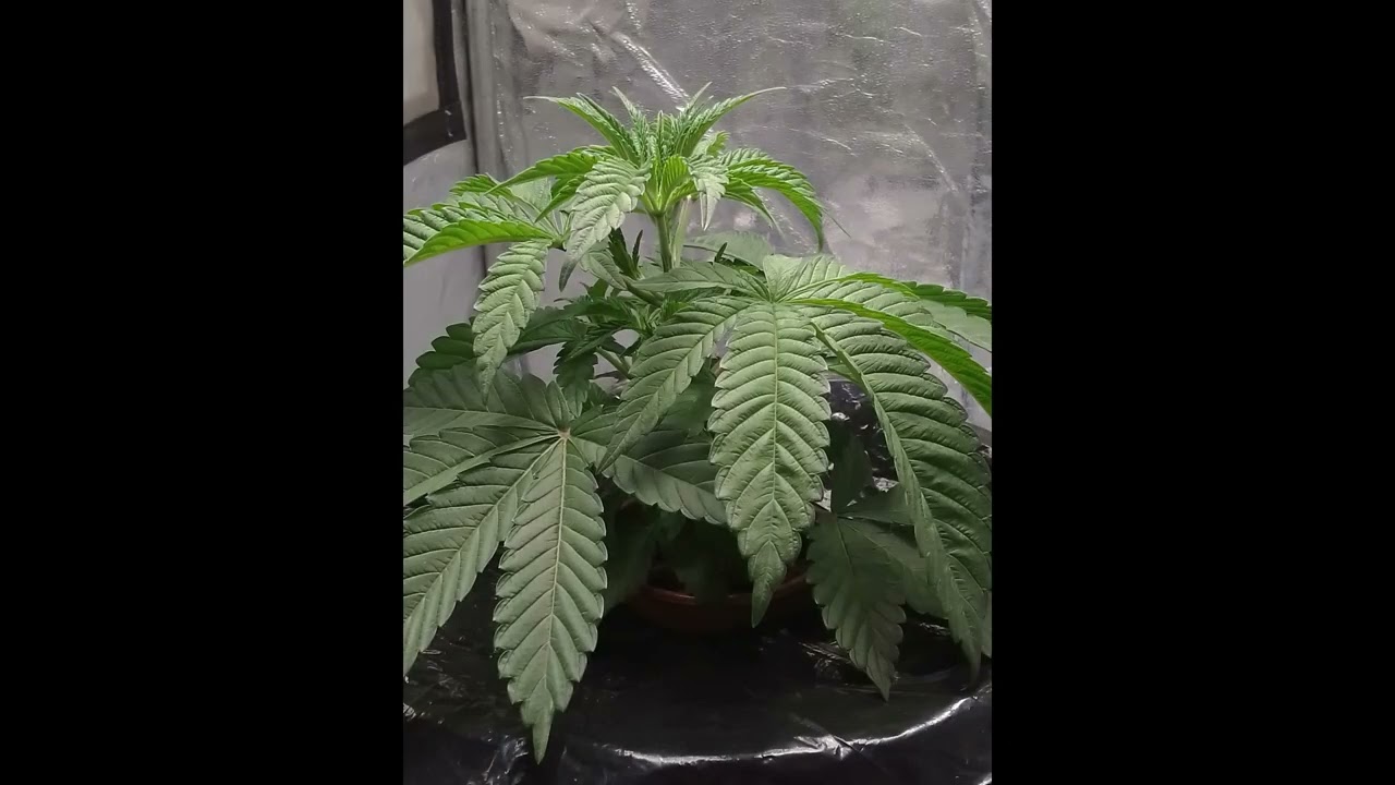 How To Grow | Purple Queen | Day 3 To 62