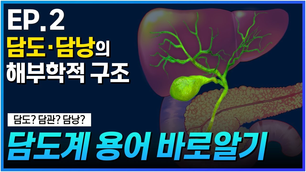 【A2】 담도계의 해부학적 구조 (담도 담관, 담낭 등.. 용어 총정리) #췌장암 #담도암 #담낭암 - YouTube