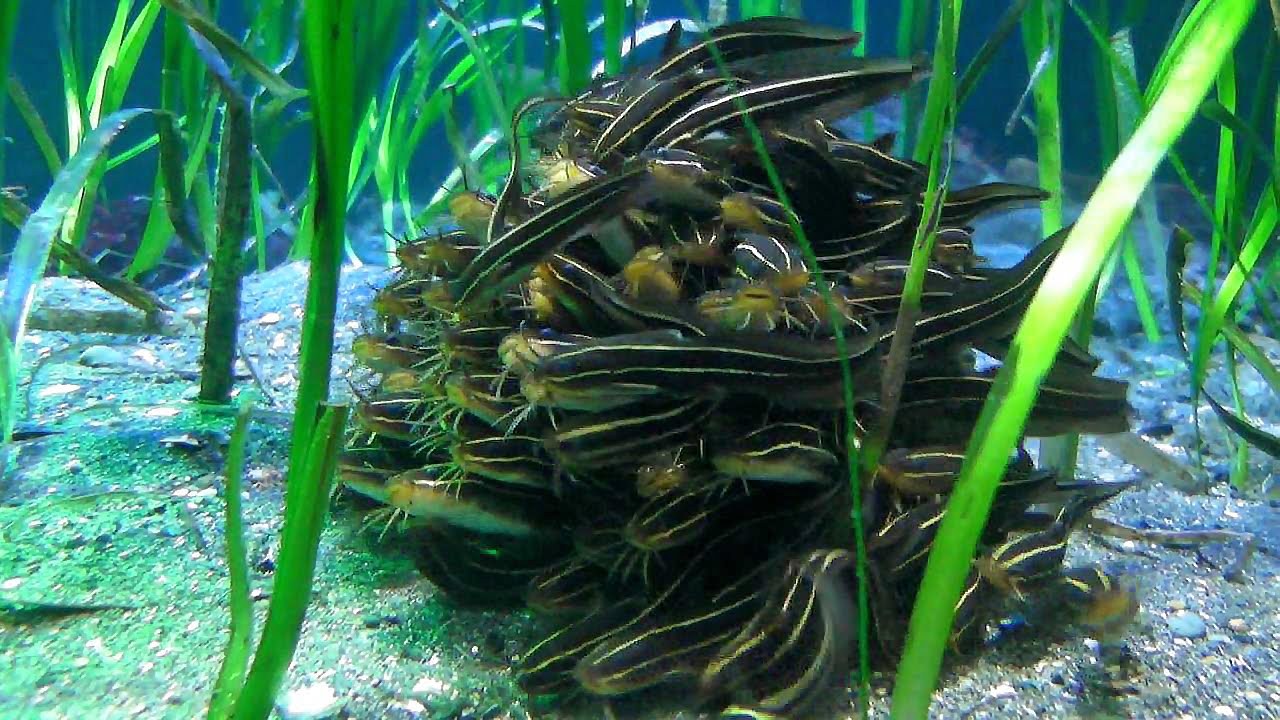 ゴンズイ玉 八景島シーパラダイス Japanese Eel Catfish Youtube ゴンズイ玉 八景島シーパラダイス Japanese Eel Catfish Youtube
