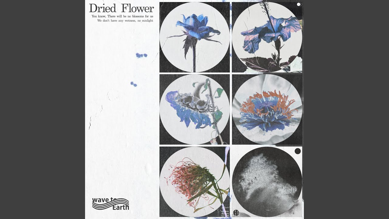 wave to earth - dried flower
