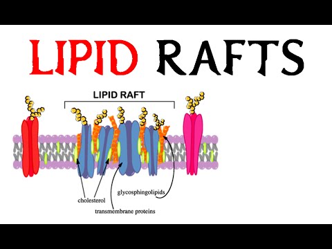 Video: Lipid-Rafts Bleiben Auch Nach Dem Durch Ionisierende Strahlung Induzierten Zerfall Von β1-Integrin, Das Fokale Adhäsionen Enthält, Stabil