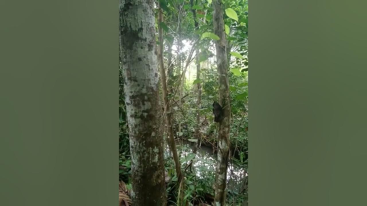 Zone5 use and value of wilderness zone ( tagalog ) YouTube