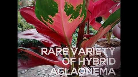 Aglaonema 