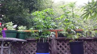 It's raining again.  Canadian Outdoor Cannabis grow. Balcony of Weeden with GingaSnapz 420