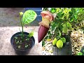 Plant propagation by cutting jackfruit trees  magic hormone root banana flower