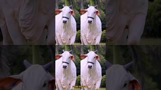 wow amazing cow video 💯🔥#cow #shorts #viralvideos #foryou #2026