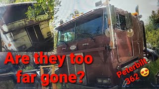 Jurassic Truck Park, CabOVER edition... Part 3! The Peterbilts