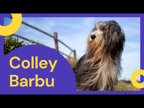 Vidéo: Colley barbu