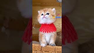 #vlog 9мая 😱Говорят на польском?🤬#shortvideo #приколы #убабушки #2024 #kitten #cat #cute#funny