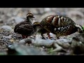 Bar backed Partridge