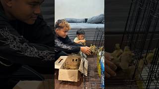 Bikin kandang bebek di kamar