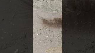 ULAT BULU #shorts #feedshorts  #hewan #animals #fyp