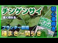 #31[家庭菜園]初心者向き！１年通して作りやすい葉物野菜「チンゲンサイ」を育てる／種まき4月～間引き【説明付】【プランター栽培】/ Bok choy in a planter