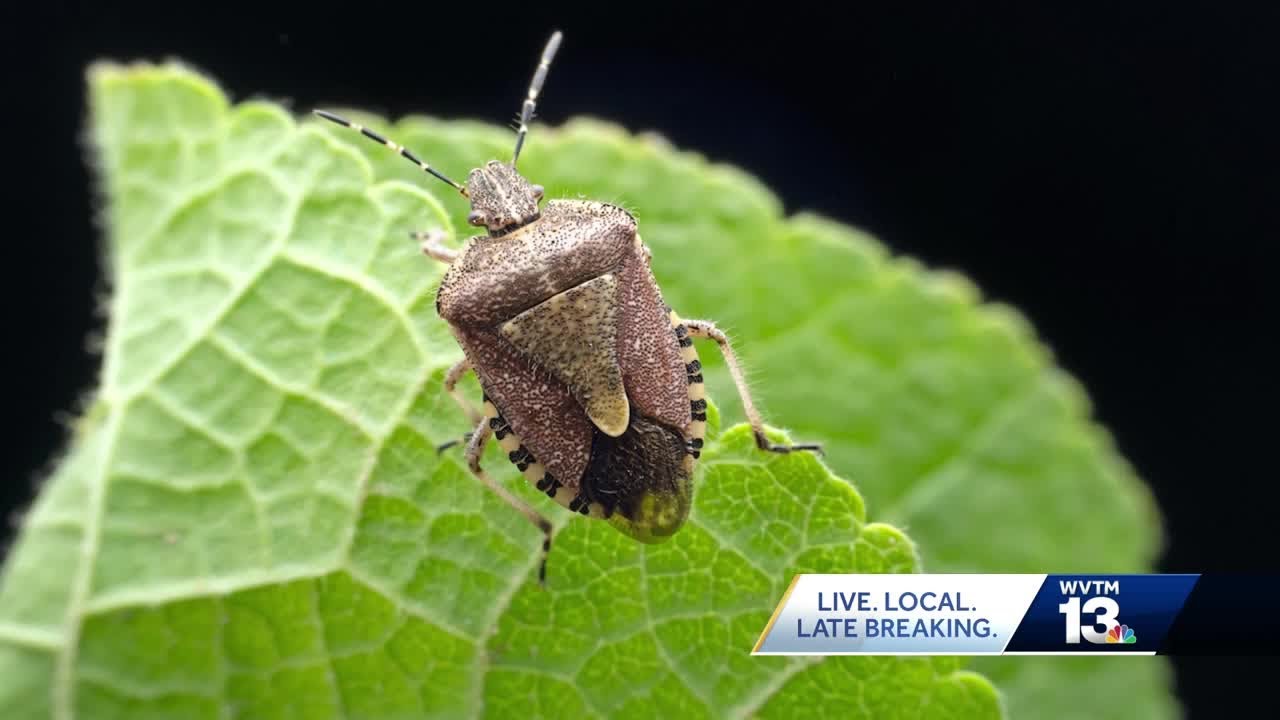 how-to-keep-stink-bugs-out-of-your-home-this-winter-youtube