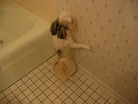 dog poops on wall dog poops on wall