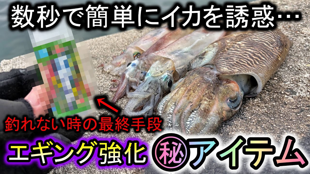 簡単数秒でエギング釣果up⁉㊙アイテムを試したら何種類ものイカが釣れて楽しすぎた