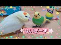 【ついポーズしちゃう】カメラ大好きなオカメインコとセキセイインコ