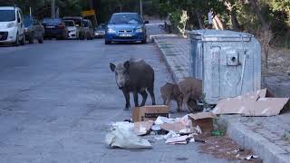 Pollution Documentary (UCSP-11 Project)
