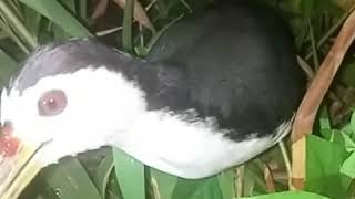 Terkukur Hunters Youtubers Fan Ikut Mr King Buru Wak2