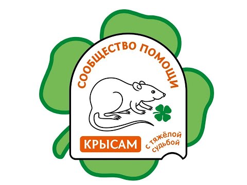 Крысы. Содержание и уход.