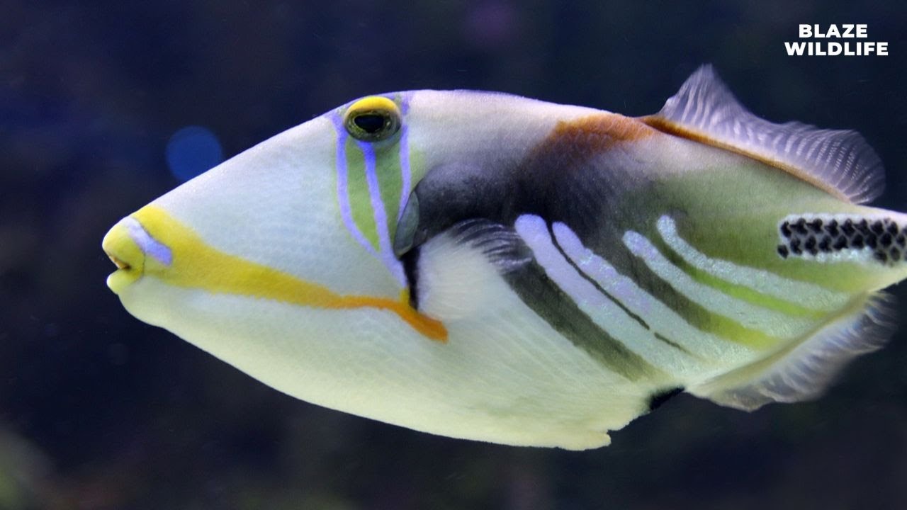 S5 E14: "Reef Triggerfish: Hawaii's Underwater Marvel" 🐠🌺 - YouTube