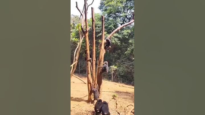 രസകരമായ ഗൊല്ലിറ നിമിഷങ്ങൾ 😂😂 കരയുന്നതുവരെ ചിരിക്കുക 🤣 #fun #funny #funnyvideos #funnyscenes #biglaughs