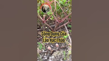 Bạn đã biết công dụng tuyệt vời của Lão Hạc Thảo chưa?