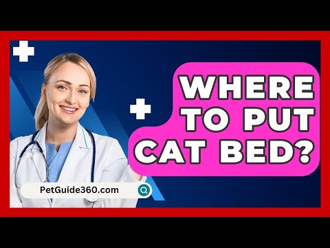 Where To Put Cat Bed?