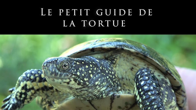 Construire un enclos pour Tortue de terre - Guide - Mon Terrarium