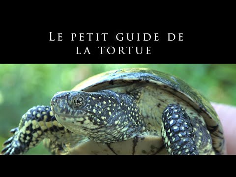 Vidéo: Logement et soins appropriés des tortues-boîtes