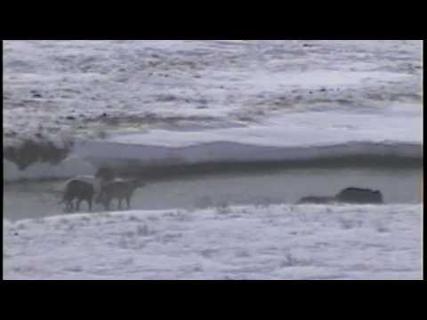 Yellowstone wolves hunting bison 2