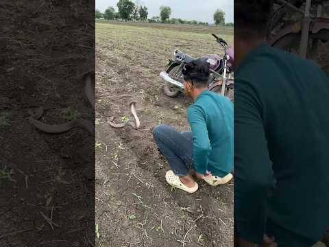 खेत मे दिखाई दिया मजदूर को साक्षात नागराज 😰 #snake #cobra