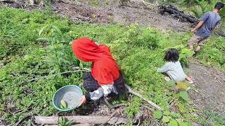 Panen perdana di kebun baru bersama keluarga