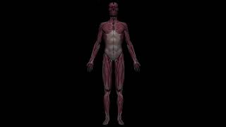 Female Muscular System 360 4k - HD Complete Anatomy 3D Model