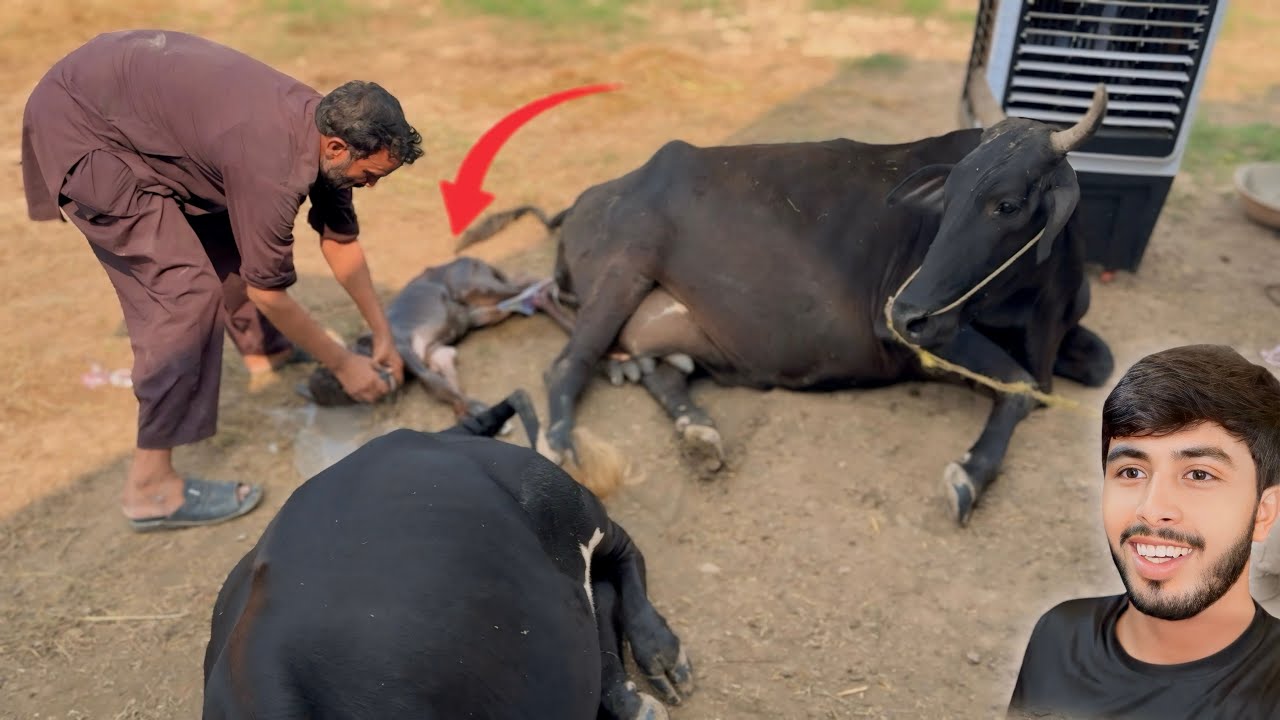 Alhamdulillah 🐮 Hamari Cow Ne Baby De Diya 🐄 2 Baby Ho Gaye 🥰 Zohaib Pendu 