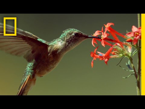 ハチドリの蜜を巡る戦い | ナショジオ