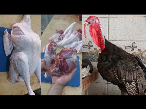 ديك رومي بلدي كبير عامل ١٠ كيلو نشوف يصفي كام بعد التنظيف 33