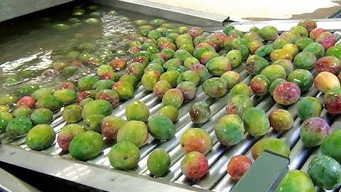 How Is Mango Juice/Jam Produced In China?