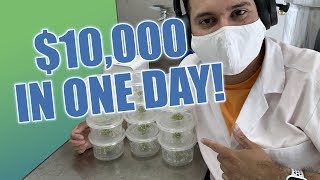How to Make $10,000 Worth of Plants in ONE DAY With Plant Tissue Culture!