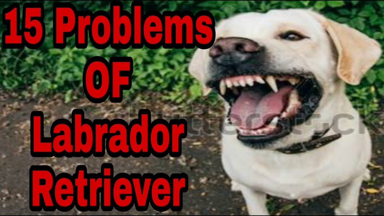 15 Problems OF Labrador Retriever in hindi. Dogs Biography YouTube