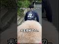 犬生初めての… #トイプードル #dog #犬 #shorts