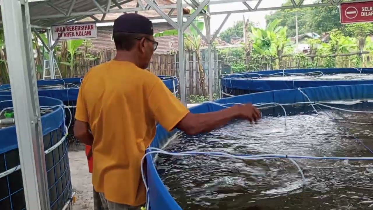 Dahulukan Ikan Sarapan pagi - Kolam Ikan Tematik Bio vlog - KDMP KEBONAGUNG 