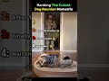 Ranking the dog cutest reunion moment #video #ekmotahathighumechala