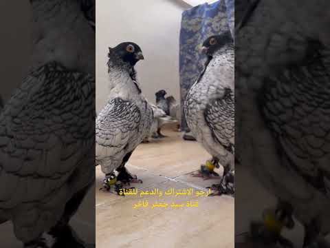 طيور الزينة ارافل بتاتي ورد الباقلاء