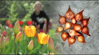 Когда выкапывать тюльпаны и как хранить 🌿 Популярная Ботаника
